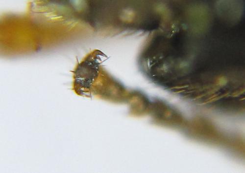 Dulophanes morio