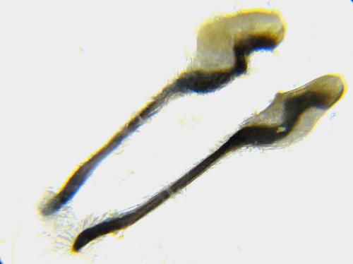 Réf. 350 964 : Tenthredo mesomela