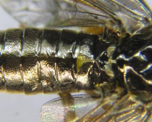 Dulophanes morio