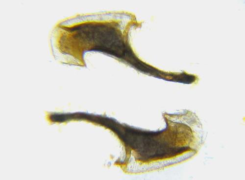 Dulophanes morio
