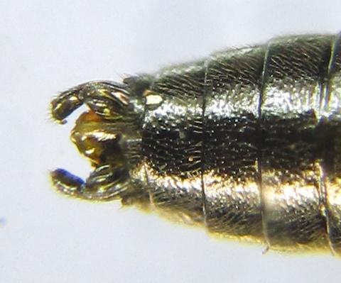 Dulophanes morio