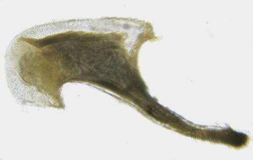 Dulophanes morio