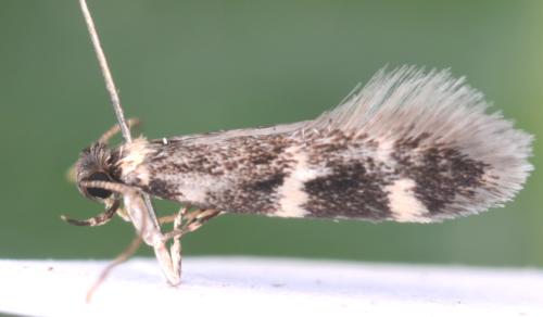 Apatema proteroclina
