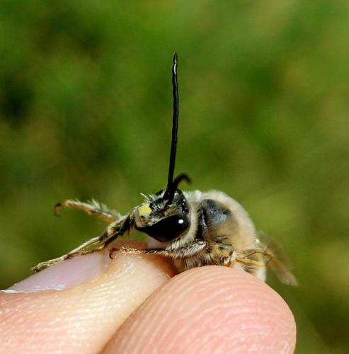 Eucera dalmatica