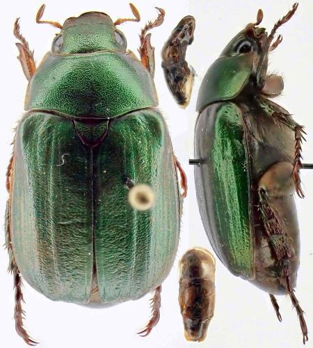 Réf. 350 674 : Anomala corpulenta