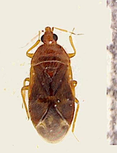 Réf. 350 340 : Cardiastethus fasciiventris