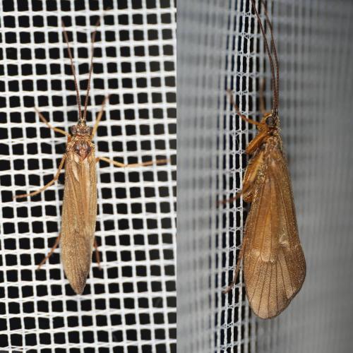 Anabolia nervosa