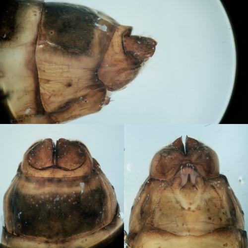 Anabolia nervosa