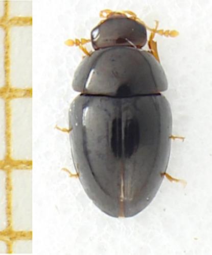 Olibrus sp.