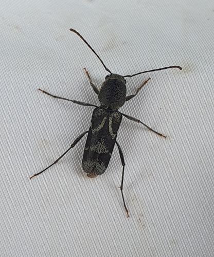 Réf. 350 555 : Pseudosphegesthes cinerea