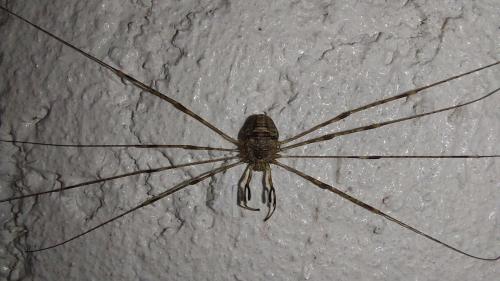 Réf. 350 003 : Dicranopalpus ramosus