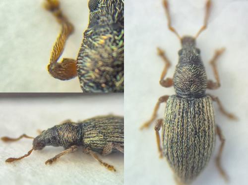 Réf. 350 048 : Polydrusus marginatus