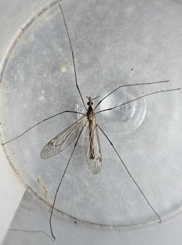 Réf. 350 158 : Tipula obsoleta