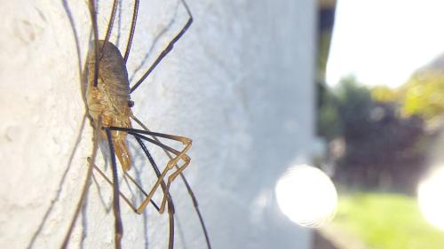 Réf. 350 235 : Phalangium opilio