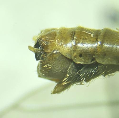 Réf. 350 159 : Tipula obsoleta