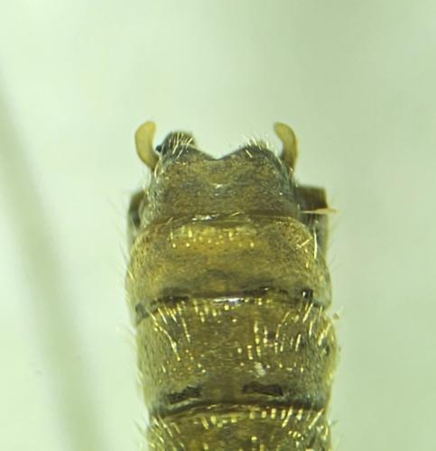 Réf. 350 160 : Tipula obsoleta
