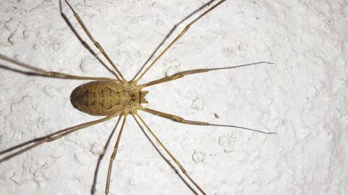 Réf. 350 230 : Phalangium opilio