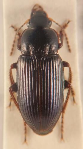 Réf. 350 328 : Harpalus fuscicornis