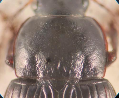 Réf. 350 329 : Harpalus fuscicornis