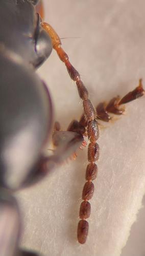 Réf. 350 331 : Harpalus fuscicornis