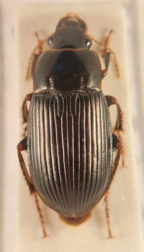 Réf. 350 335 : Harpalus froelichii