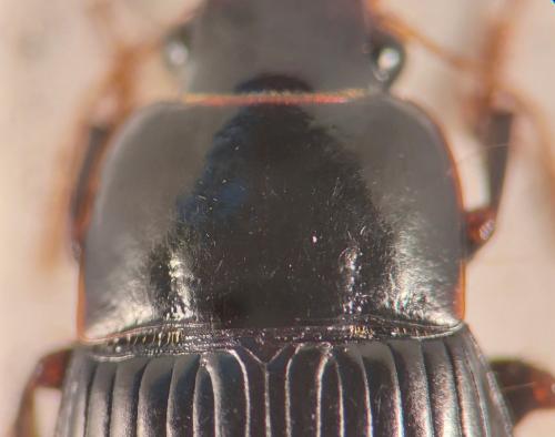 Réf. 350 336 : Harpalus froelichii