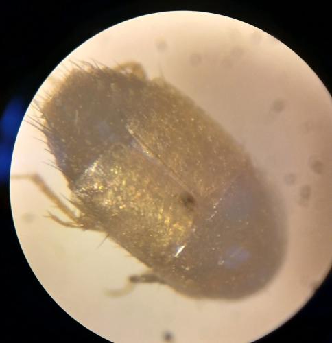 Tachyporinae