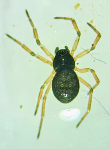 Réf. 350 389 : Pelecopsis parallela