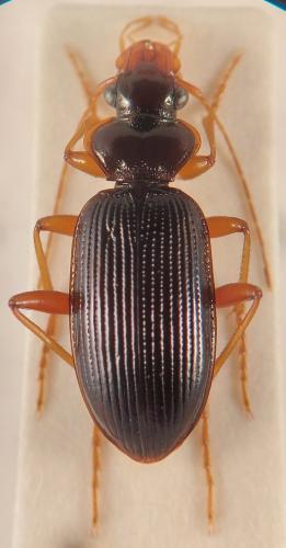 Leistus rufomarginatus