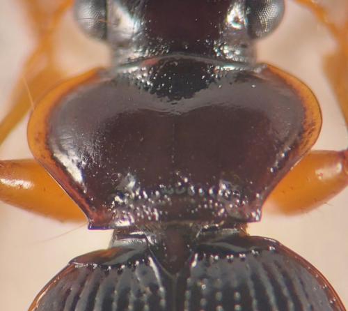 Leistus rufomarginatus
