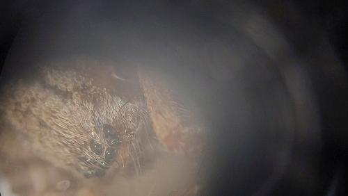Eratigena saeva