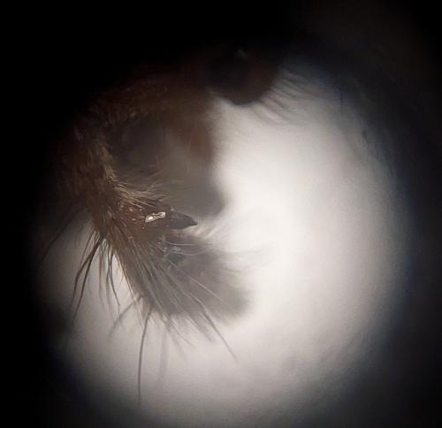 Eratigena saeva