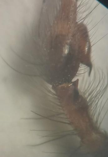 Eratigena saeva