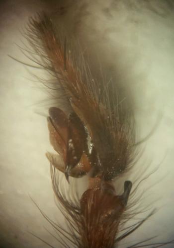 Eratigena saeva