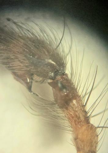 Eratigena saeva