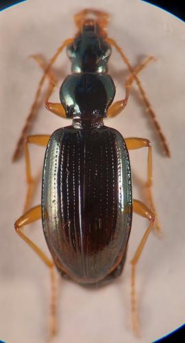Bembidion milleri