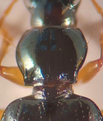 Bembidion milleri