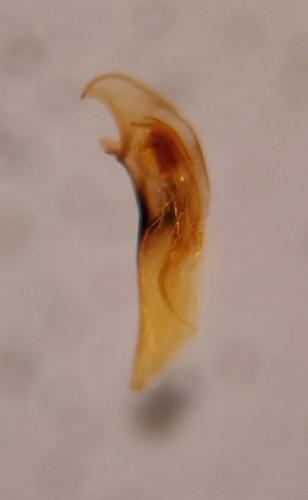 Bembidion milleri