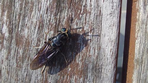 Hermetia illucens