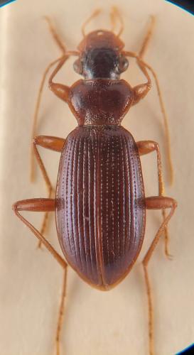 Leistus montanus