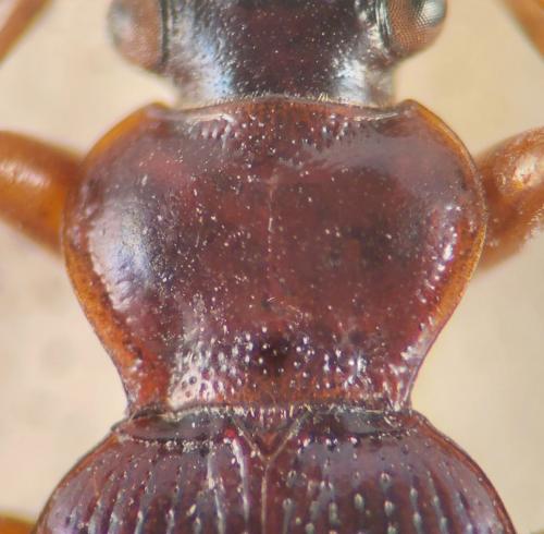 Leistus montanus