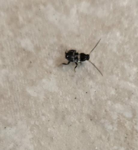 Periplaneta fuliginosa