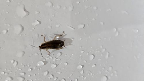 Blattella germanica