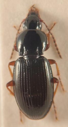 Pterostichus ovoideus