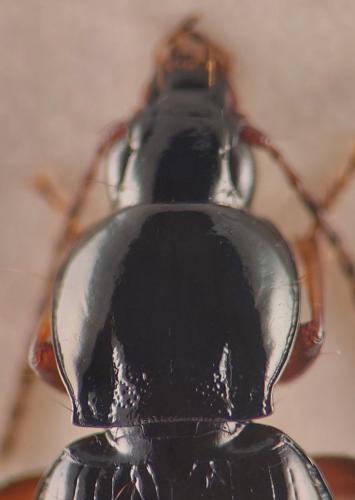 Pterostichus ovoideus
