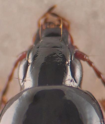 Réf. 350 858 : Pterostichus ovoideus