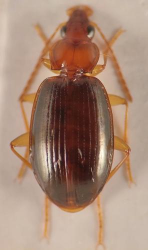 Ocys tachysoides