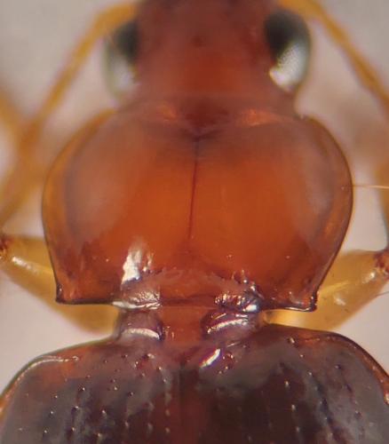 Ocys tachysoides