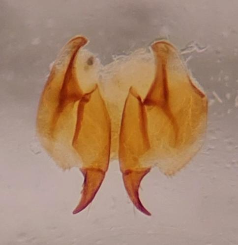 Ocys tachysoides
