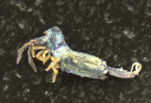 Réf. 350 137 : Lepidocyrtus paradoxus